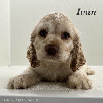 puppy, for, sale, Cocker Spaniel, Joe & Cherri  Overlease, dog, breeder, Miller, MO, dog-breeder, puppy-for-sale, forsale, nearby, find, puppyfind, locator, puppylocator, aca